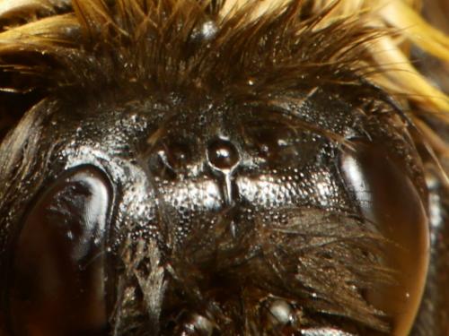Bombus cryptarum