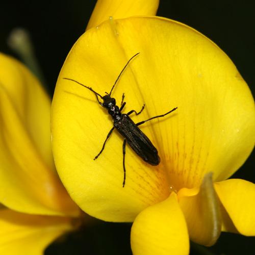 Oedemera atrata