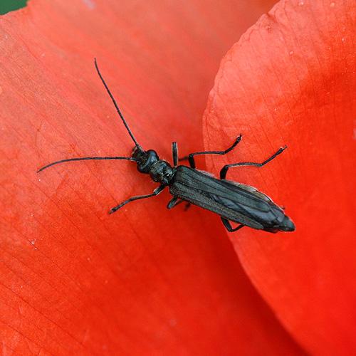 Oedemera atrata