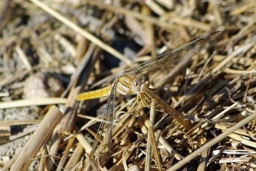 Orthetrum brunneum