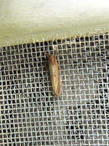 Réf. 167 320 : Orthotelia sparganella
