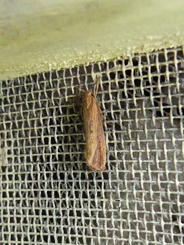 Réf. 167 321 : Orthotelia sparganella