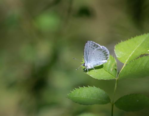 Réf. 167 235 : Celastrina argiolus