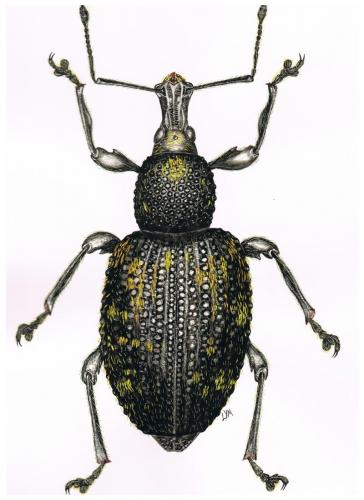 Otiorhynchus sulcatus
