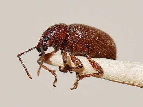 Otiorhynchus cribricollis