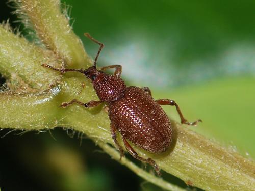 Otiorhynchus cribricollis