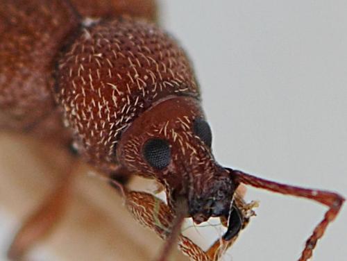 Otiorhynchus cribricollis