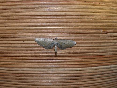 Réf. 167 400 : Eupithecia absinthiata