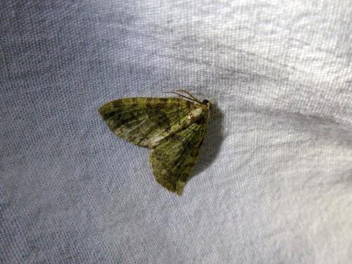 Réf. 167 752 : Hydriomena furcata