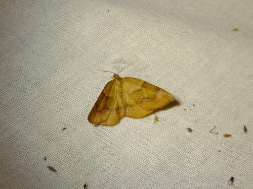 Plagodis pulveraria