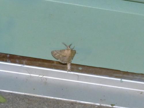 Pterostoma palpina
