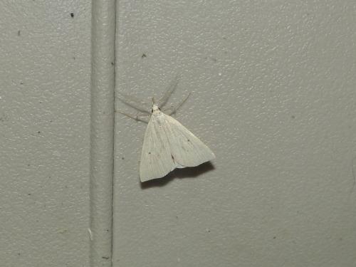 Macrochilo cribrumalis