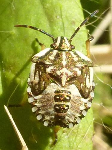 Carpocoris mediterraneus atlanticus
