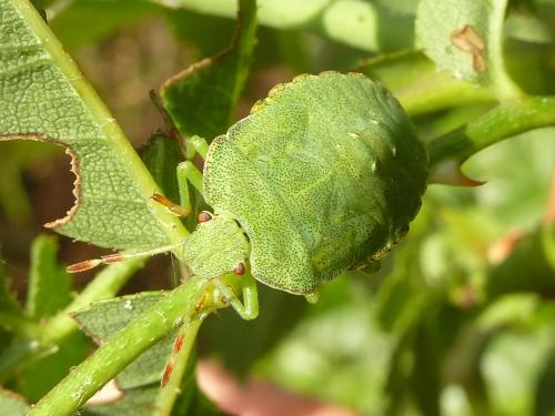 Palomena prasina