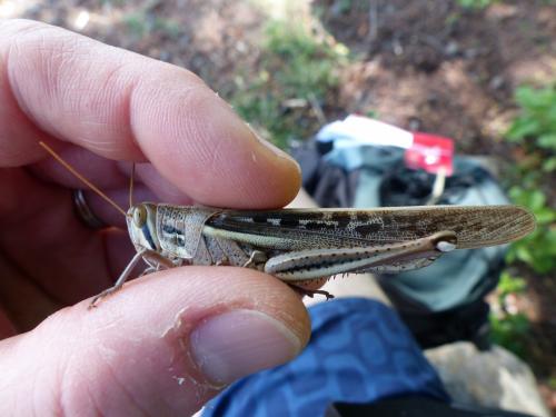 Schistocerca sp.