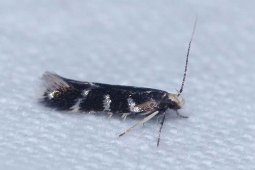 Eulamprotes wilkella