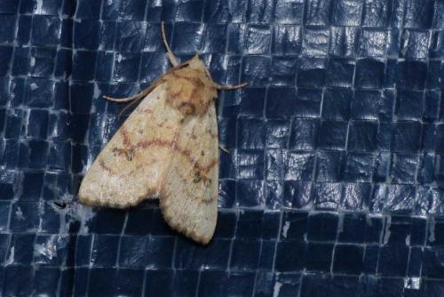 Tiliacea sulphurago
