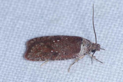 Agonopterix cnicella