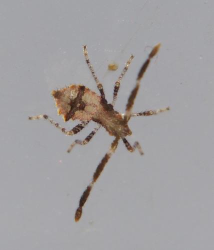Coreus marginatus
