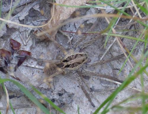 Hogna radiata
