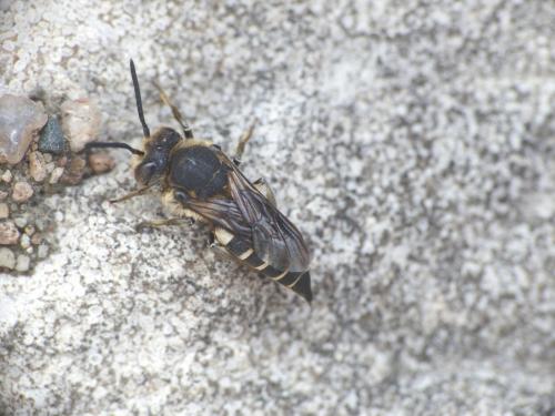 Coelioxys sp.