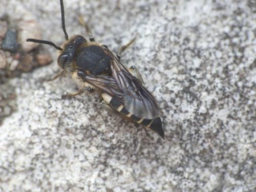 Coelioxys sp.