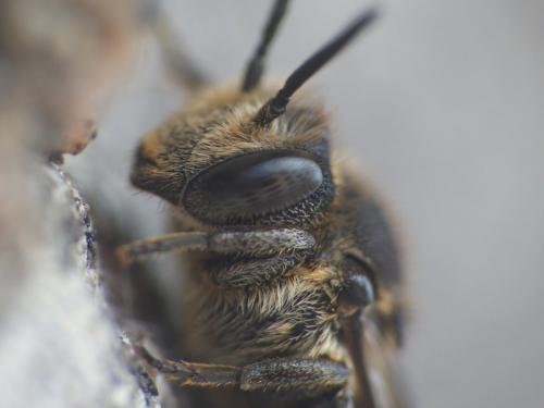 Coelioxys sp.