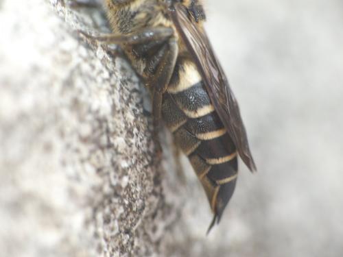 Coelioxys sp.