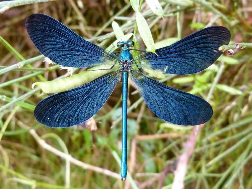 Calopteryx virgo meridionalis