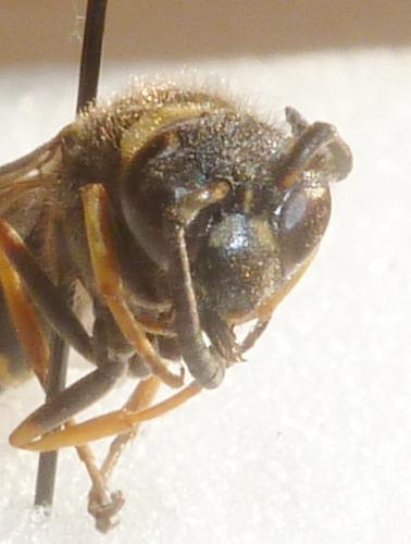 Eumenes sp.