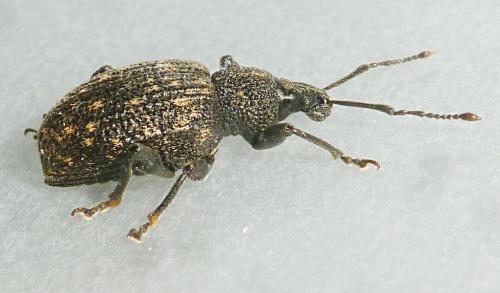 Otiorhynchus sulcatus