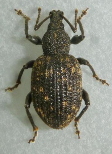 Otiorhynchus sulcatus