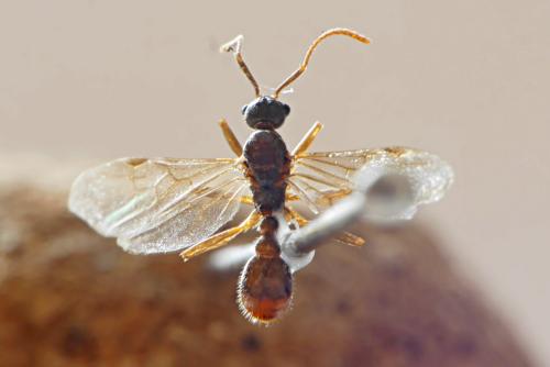 Réf. 167 585 : Myrmica sp.