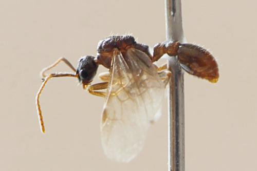 Réf. 167 586 : Myrmica sp.