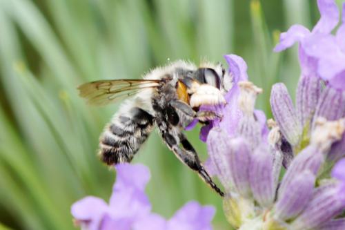 Megachile willughbiella