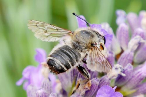 Megachile willughbiella