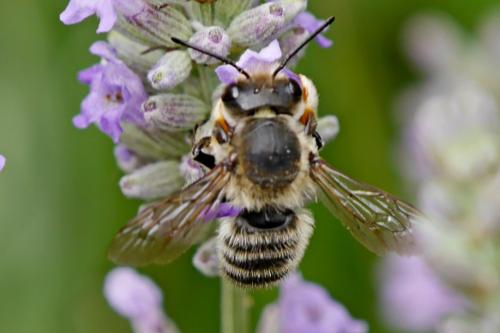 Megachile willughbiella