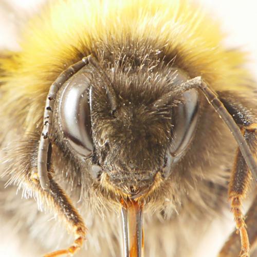 Bombus cryptarum