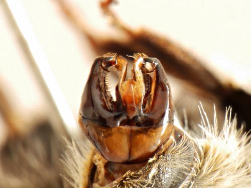 Bombus cryptarum