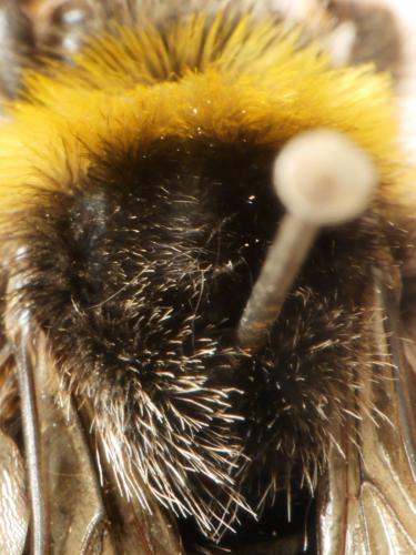 Bombus cryptarum