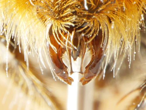 Bombus lapidarius