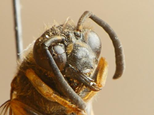 Réf. 167 970 : Eumenes sp.