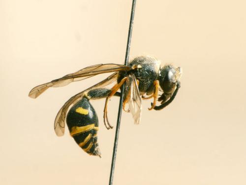 Réf. 167 942 : Eumenes sp.