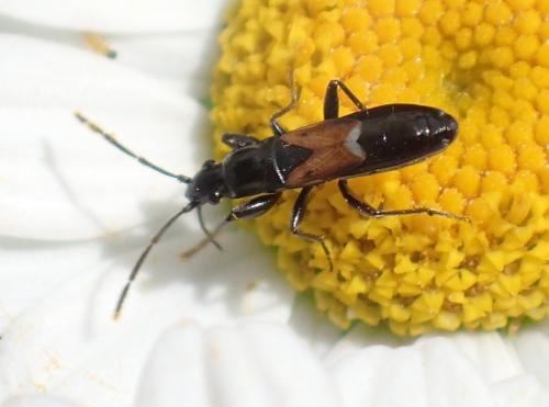 Réf. 167 776 : Pterotmetus staphyliniformis