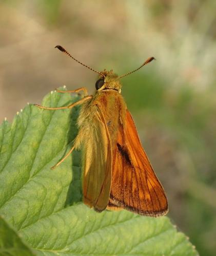 Ochlodes sylvanus