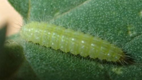 Emmelina monodactyla