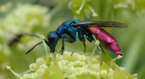Chrysura austriaca