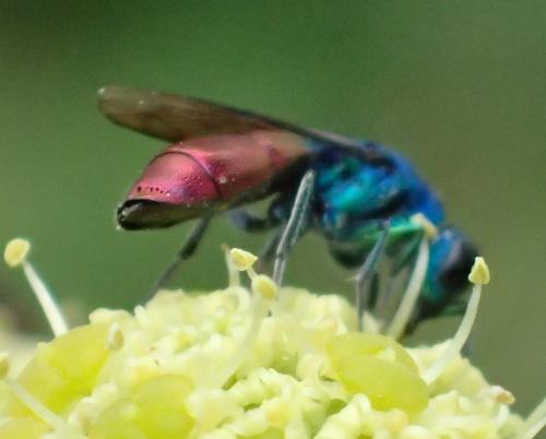 Chrysura austriaca