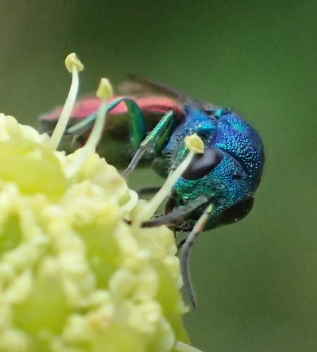 Chrysura austriaca