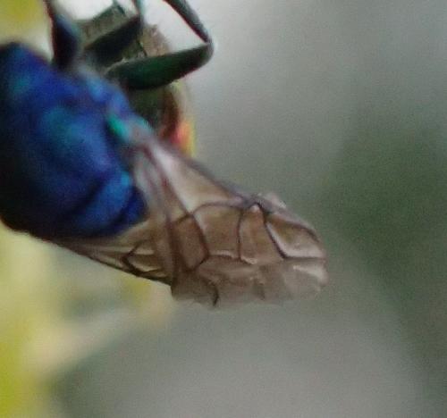 Chrysura austriaca